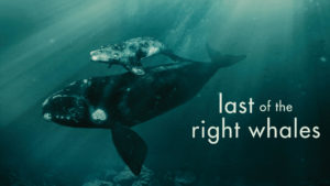 The Last of the Right Whales Film Screening & Panel Discussion @ New Bedford Whaling Museum